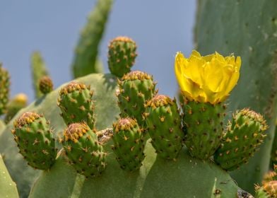 cactus with yellow flower