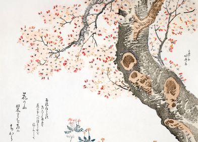 cherry tree 1760 by Hokusa