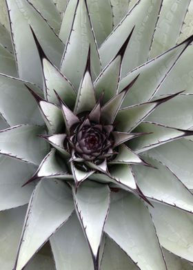 cactus leaves