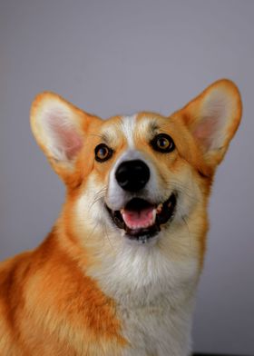 GOLD BROWN HAIR DOG