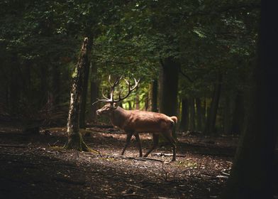 Forest Deer