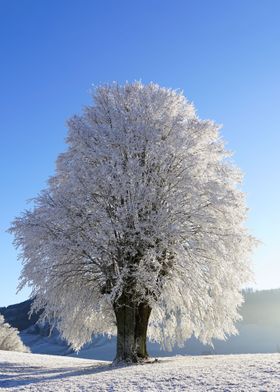 white tree