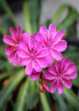 pink flower