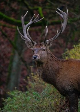 Deer in Forest