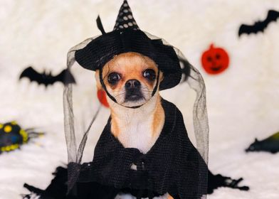 HALLOWEN COSTUME DOG