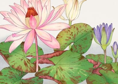 Nymphaea lotus