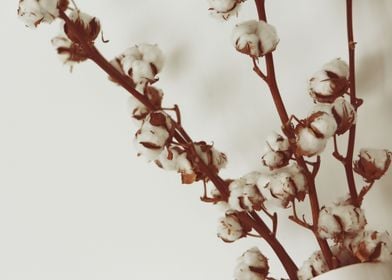 cotton flowers