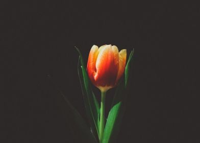 orange tulip