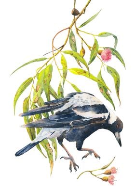 Eucalyptus and Magpie Bird