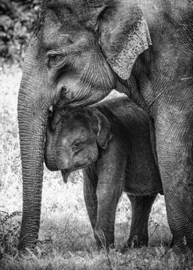 Elephant Baby And Mother