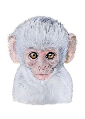 Baby monkey portrait