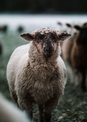 Sheep winter