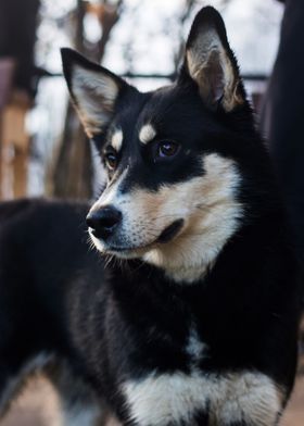 HUSKY