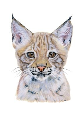 Baby lynx portrait