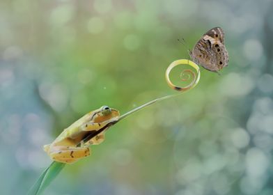 Frog and Butterfly