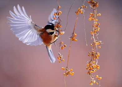 Bird Feeding