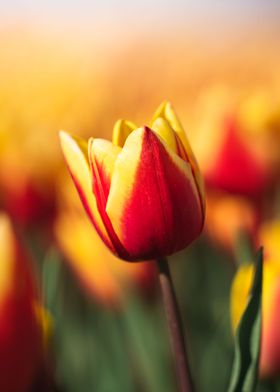Red and yellow Tulip