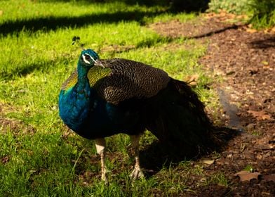 Peacocks of Faro