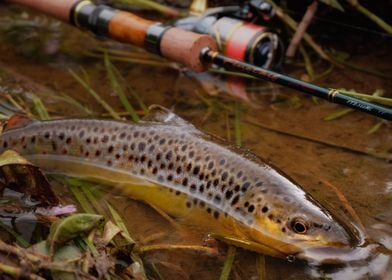 Hooked wild trout