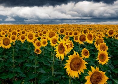 Sunflowers