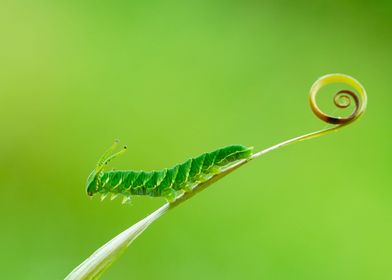 Strong Caterpillar