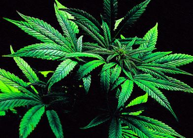 Marijuana Weed Leafs II