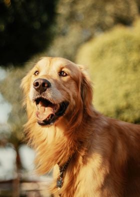 Golden Retriever 