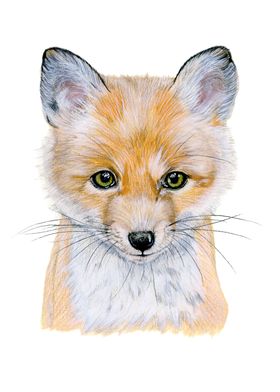 Baby red fox portrait