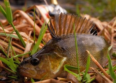 European perch