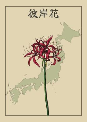 Japan Spider Lily
