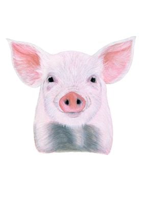 Baby piglet portrait