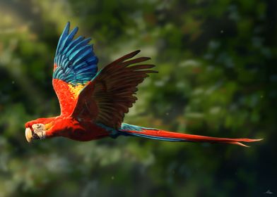 Scarlet Macaws Parrot