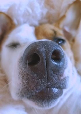 DOG NOSE