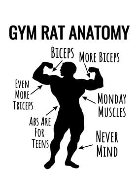 Gym Rat Anatomy