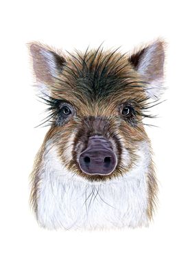 Baby wild boar portrait