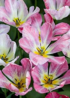 A Beautiful Pink Flowers