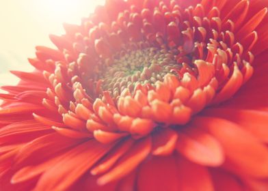 Closeup red gerbera