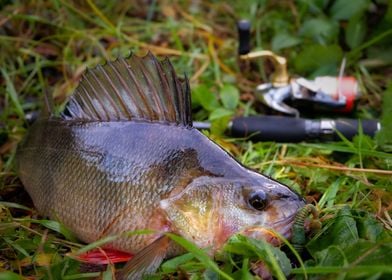 Hooked perch fish