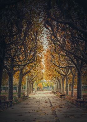 golden alley of sycamores