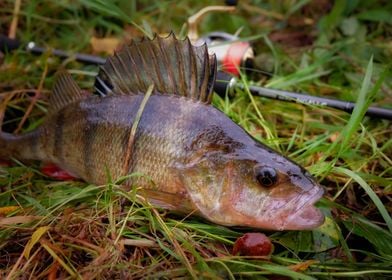 Hooked perch fish 