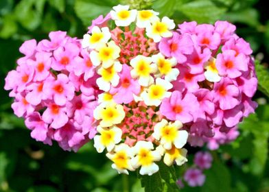 lantana