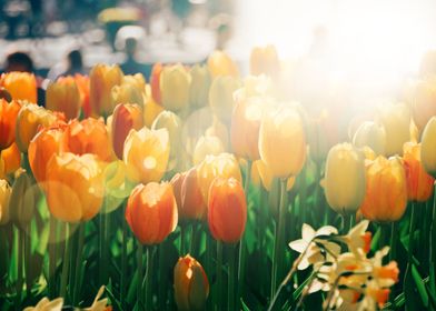 Orange tulips sunlight