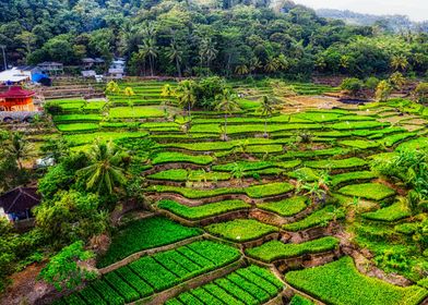 West java in Indonesia