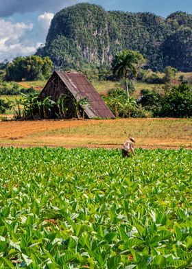 Tobacco Plantation Cuba