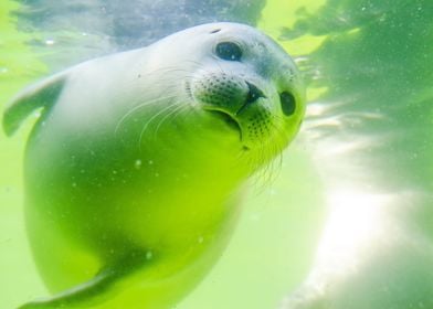 Seal underwater