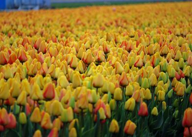 Yellow Tulips Field