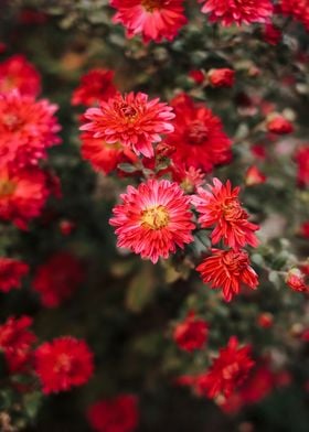 A Beautiful Red Flowers