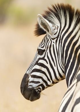 Wild Zebras