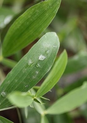 Winter rain droplets macro