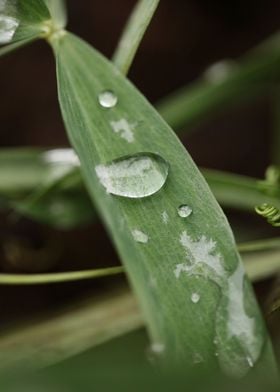 Winter rain droplets macro